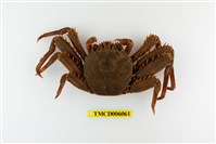 藏品(近親盾牌蟹)的圖片